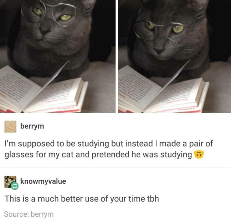 berrym I'm supposed to be studying but instead I made a pair of glasses for my cat and pretended he was studying knowmyvalue This is a much better use of your time tbh Source: berrym