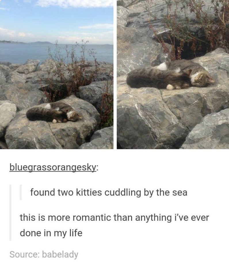 bluegrassorangesky: found two kitties cuddling by the sea this is more romantic than anything i've ever done in my life Source: babelady