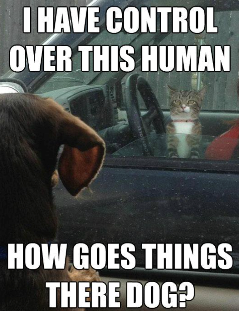 I HAVE CONTROL OVER THIS HUMAN HOW GOES THINGS THERE DOG?