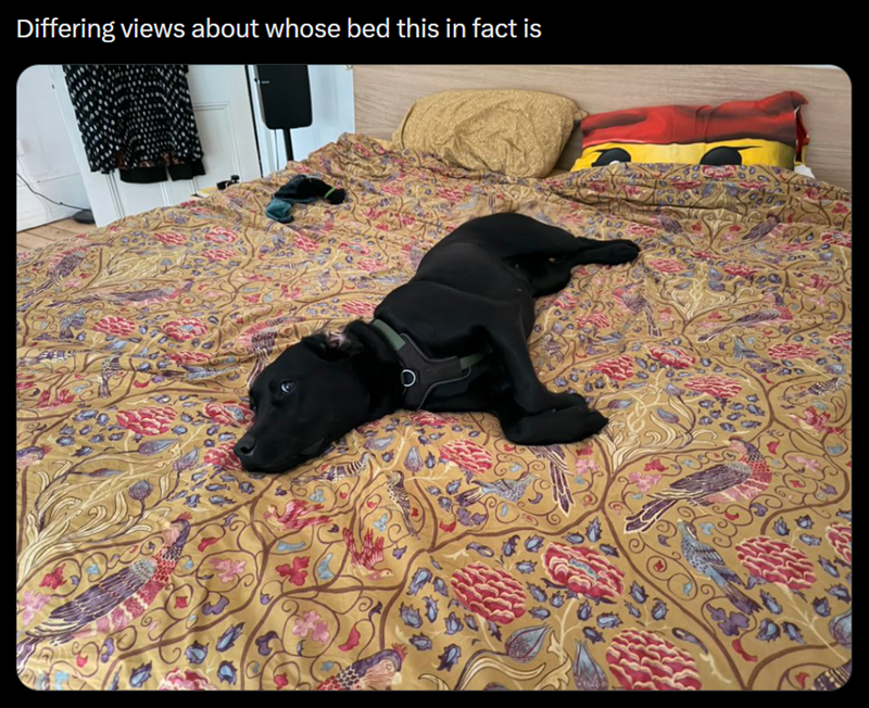 Differing views about whose bed this in fact is