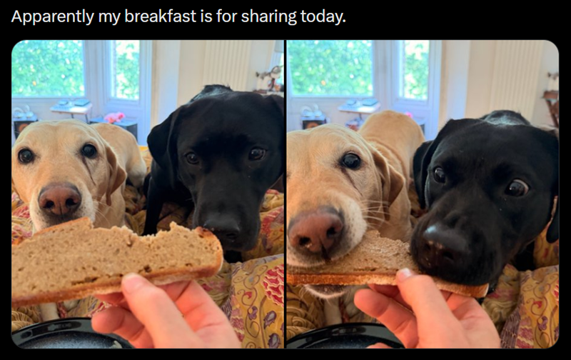 Apparently my breakfast is for sharing today.