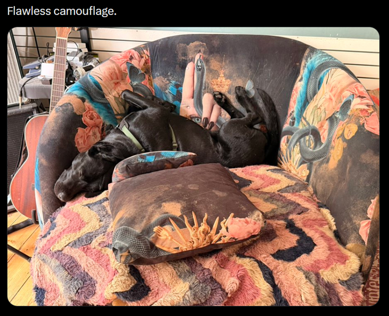 Flawless camouflage. Interspe