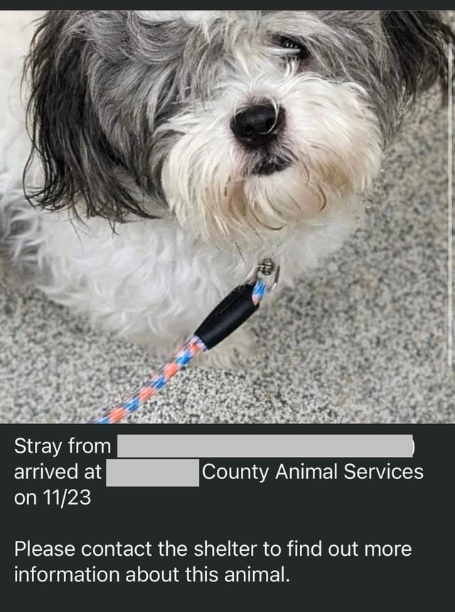 Stray from arrived at County Animal Services on 11/23 Please contact the shelter to find out more information about this animal.