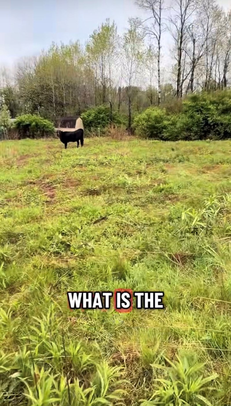 WHAT IS THE