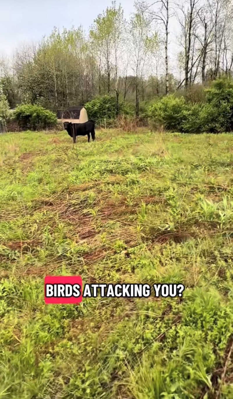 BIRDS ATTACKING YOU?