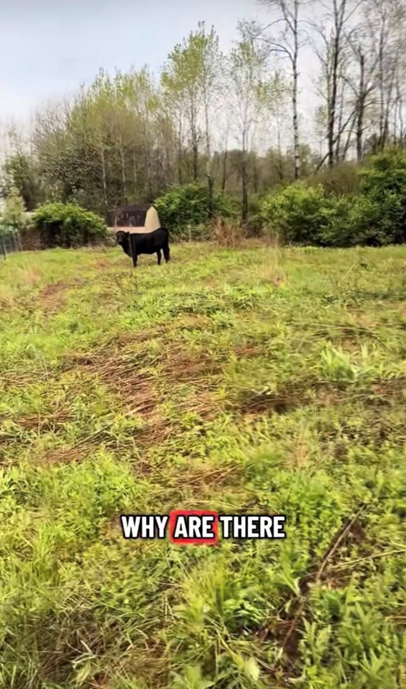 WHY ARE THERE