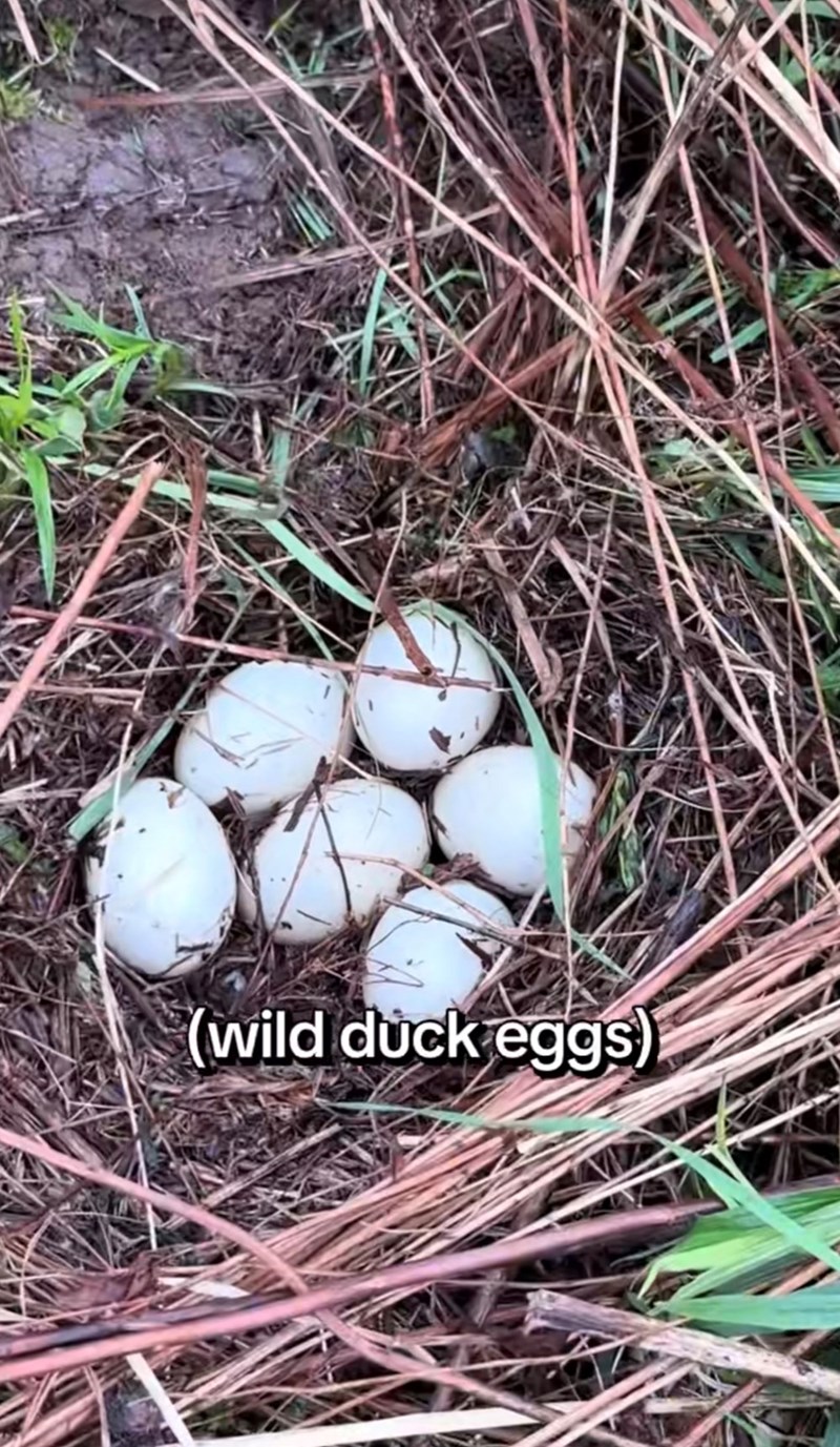(wild duck eggs)