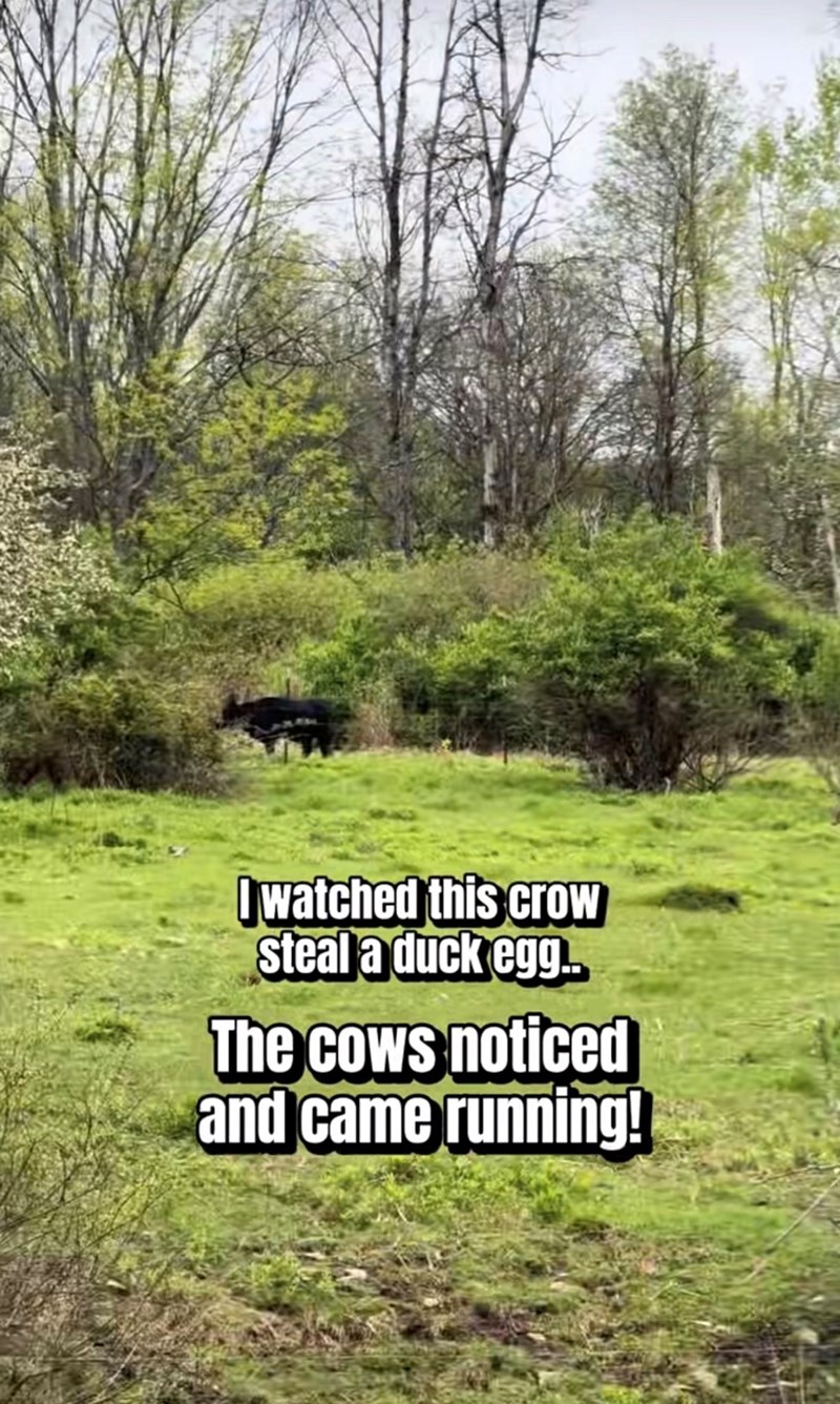 I watched this crow steal a duck egg.. The cows noticed and came running!