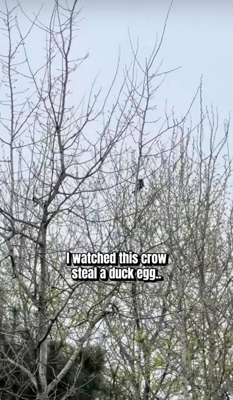 watched this crow steal a duck egg..