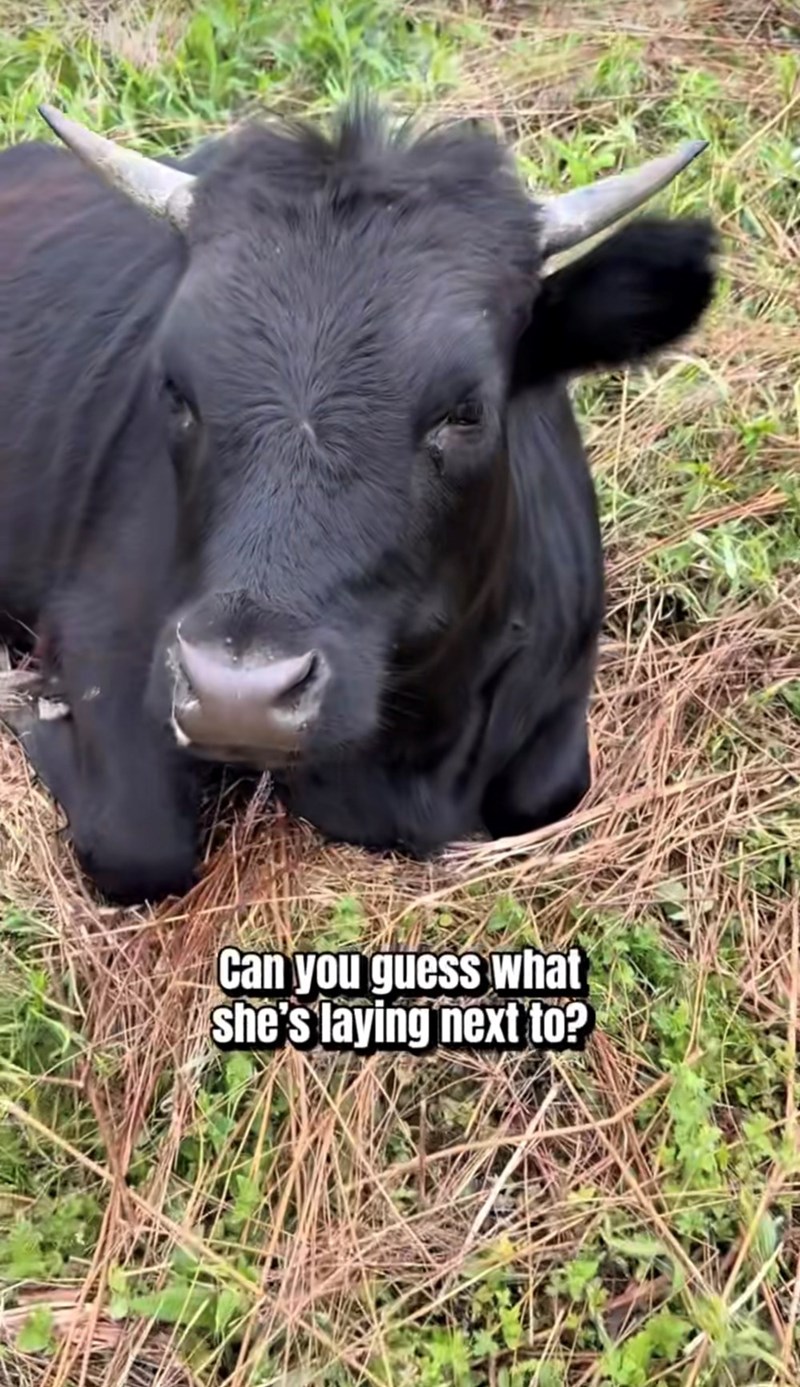 Can you guess what she's laying next to?