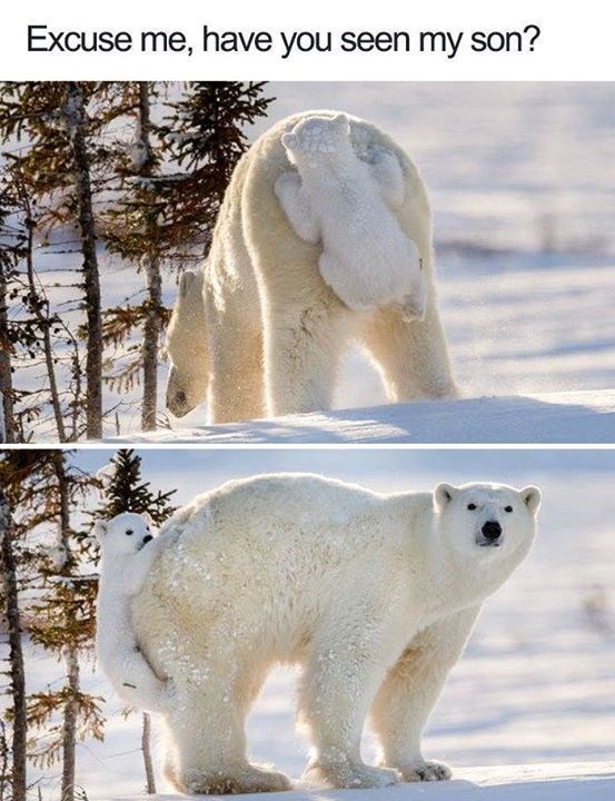 Excuse me, have you seen my son?