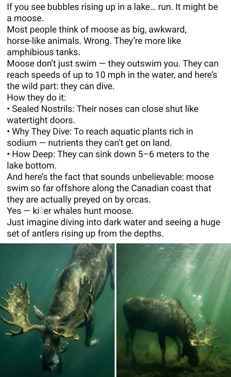 If you see bubbles rising up in a lake... run. It might be a moose. Most people think of moose as big, awkward, horse-like animals. Wrong. They're more like amphibious tanks. Moose don't just swim - they outswim you. They can reach speeds of up to 10 mph in the water, and here's the wild part: they can dive. How they do it: • Sealed Nostrils: Their noses can close shut like watertight doors. • Why They Dive: To reach aquatic plants rich in - sodium nutrients they can't get on land. • How Deep: T