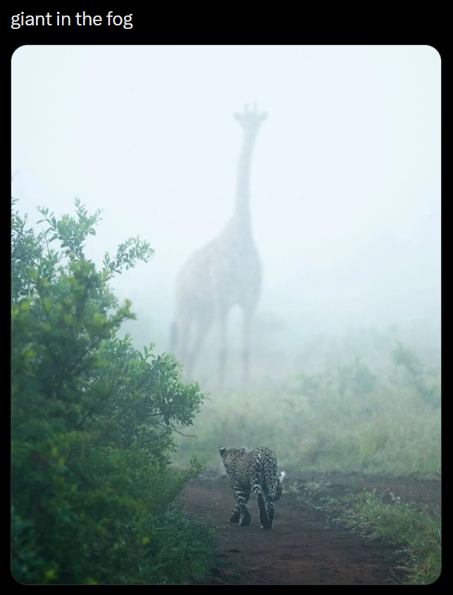 giant in the fog