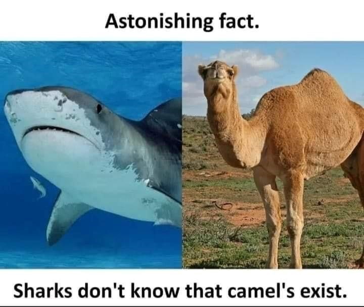 Astonishing fact. Sharks don't know that camel's exist.