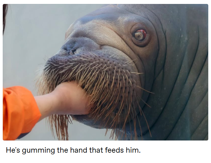 He's gumming the hand that feeds him.