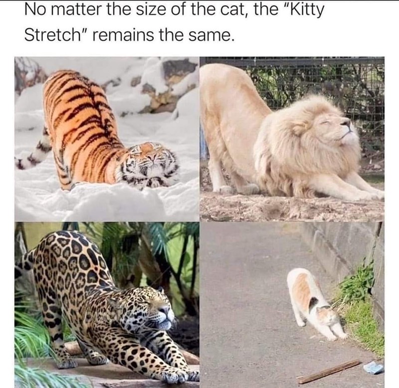 No matter the size of the cat, the "Kitty Stretch" remains the same.