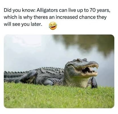 Did you know: Alligators can live up to 70 years, which is why theres an increased chance they will see you later.
