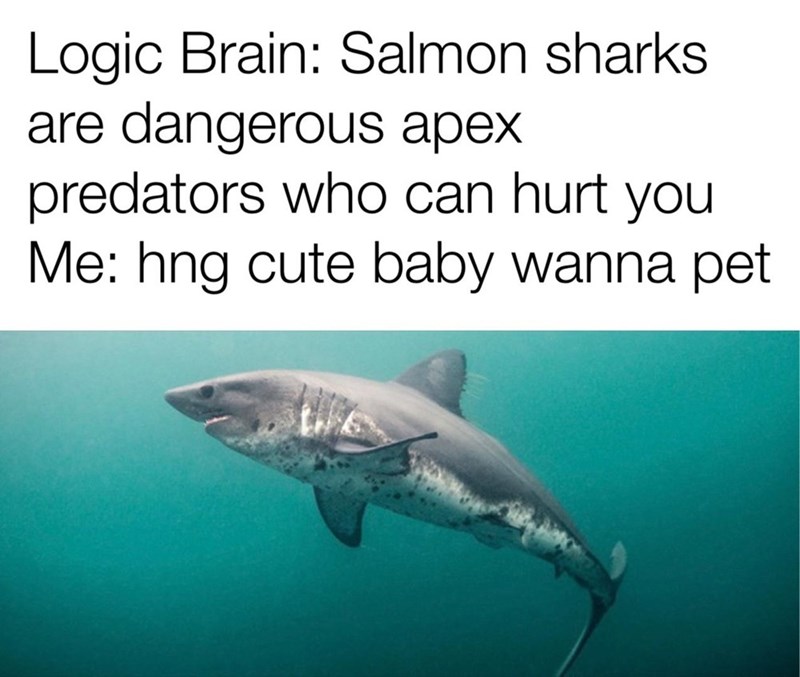 Logic Brain: Salmon sharks are dangerous apex predators who can hurt you Me: hng cute baby wanna pet