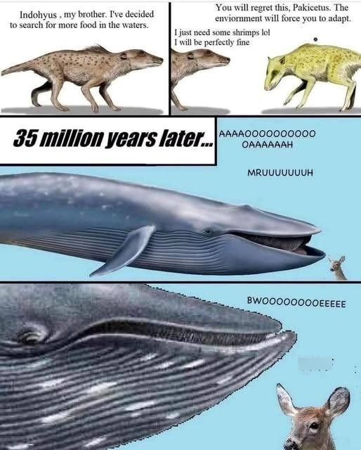 Indohyus, my brother. I've decided to search for more food in the waters. You will regret this, Pakicetus. The enviornment will force you to adapt. I just need some shrimps lol I will be perfectly fine 35 million years later...AAAA0000000000 OAAAAAAH MRUUUUUUUH BWOOOOOOOOEEEEE