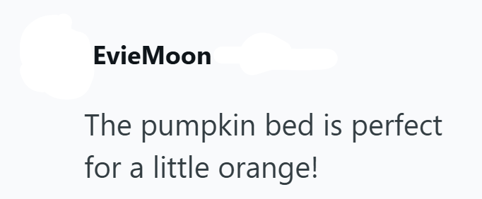 EvieMoon The pumpkin bed is perfect for a little orange!