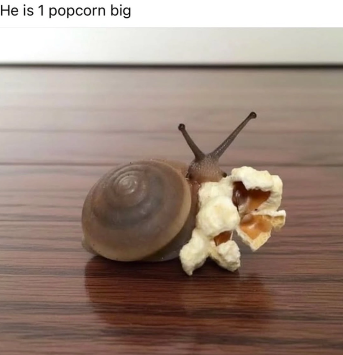 He is 1 popcorn big