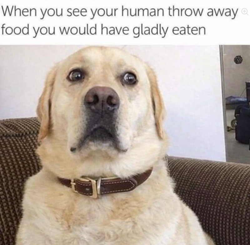 When you see your human throw away food you would have gladly eaten.