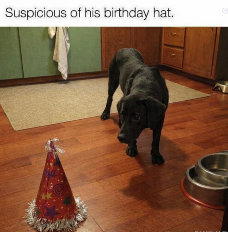 Suspicious of his birthday hat.
