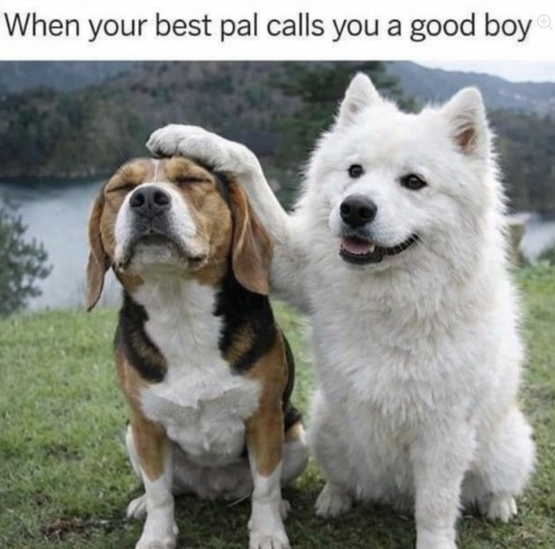 When your best pal calls you a good boy