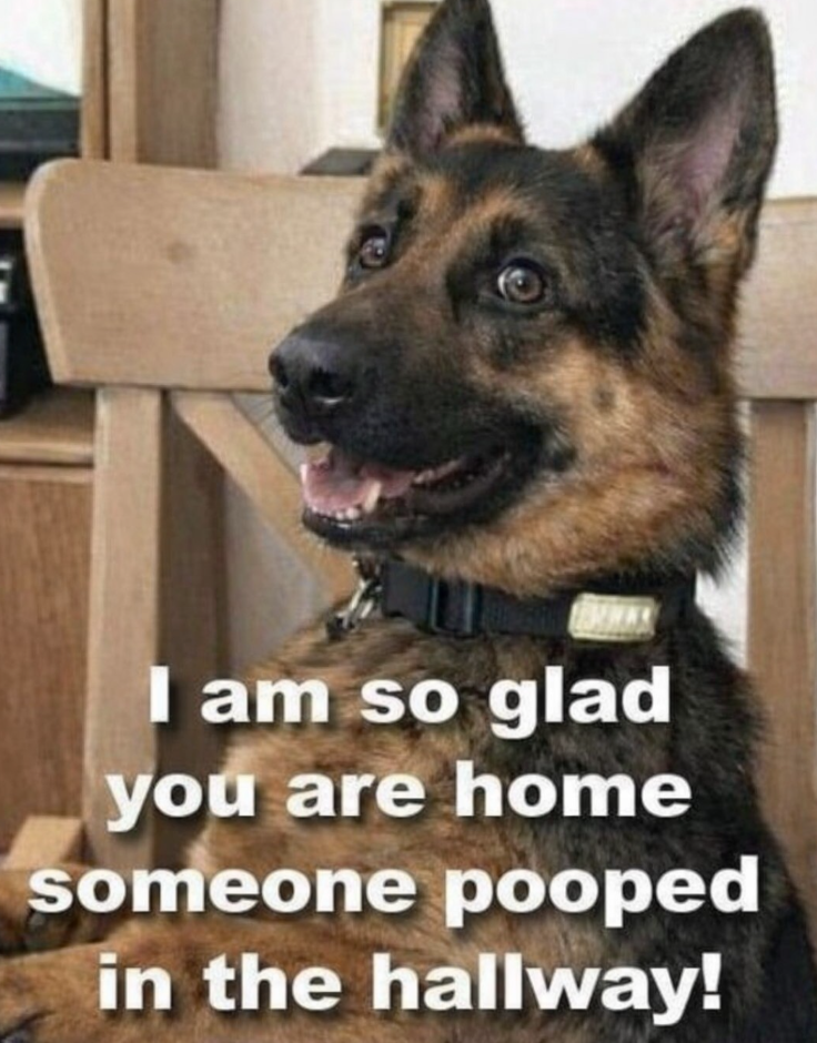 I am so glad you are home someone pooped in the hallway!