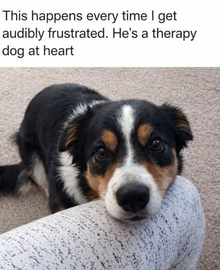 This happens every time I get audibly frustrated. He's a therapy dog at heart