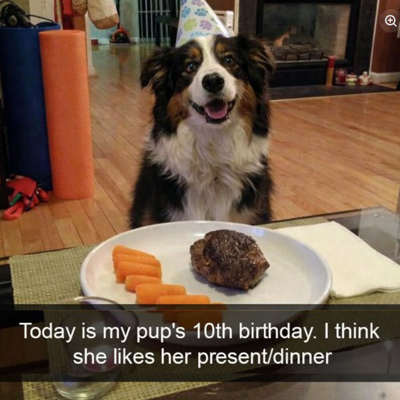 T + Today is my pup's 10th birthday. I think she likes her present/dinner