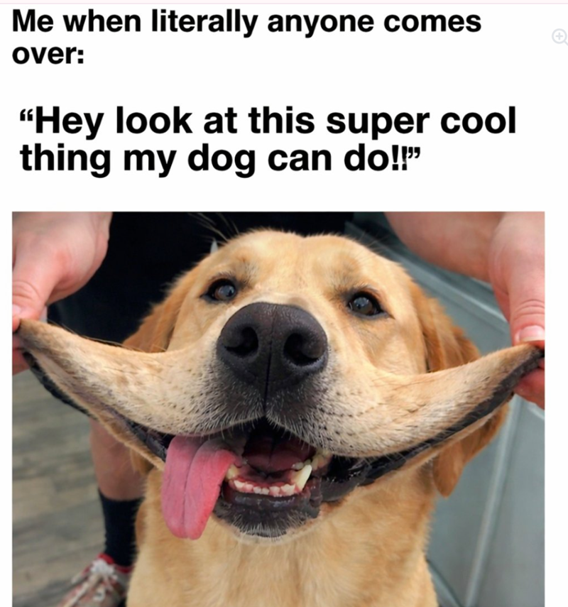 Me when literally anyone comes over: "Hey look at this super cool thing my dog can do!!"