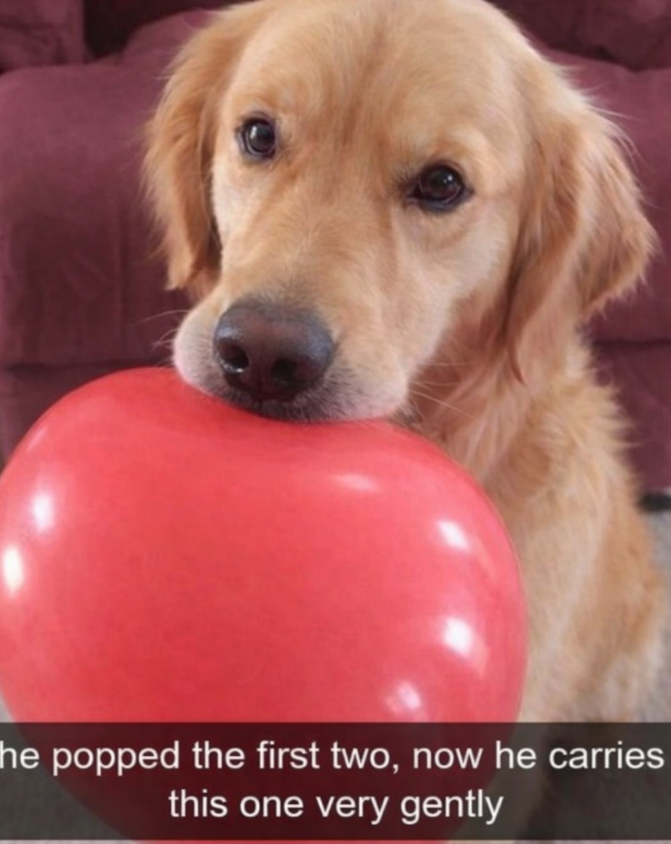The popped the first two, now he carries this one very gently