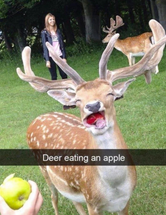 Deer eating an apple