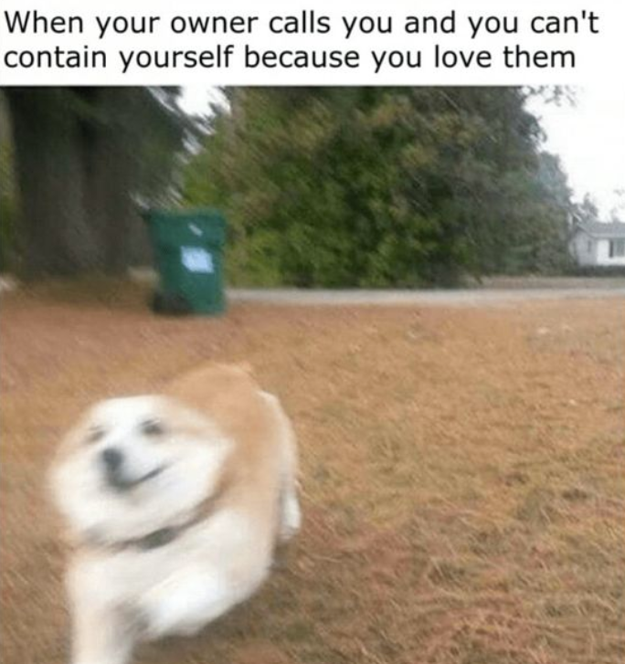When your owner calls you and you can't contain yourself because you love them