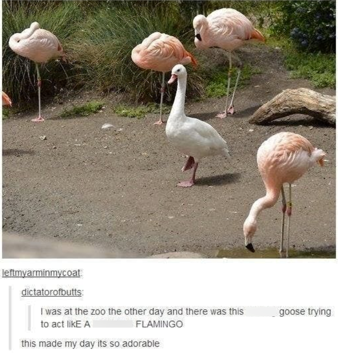 leftmyarminmycoat. dictatorofbutts: I was at the zoo the other day and there was this to act likE A FLAMINGO this made my day its so adorable goose trying.