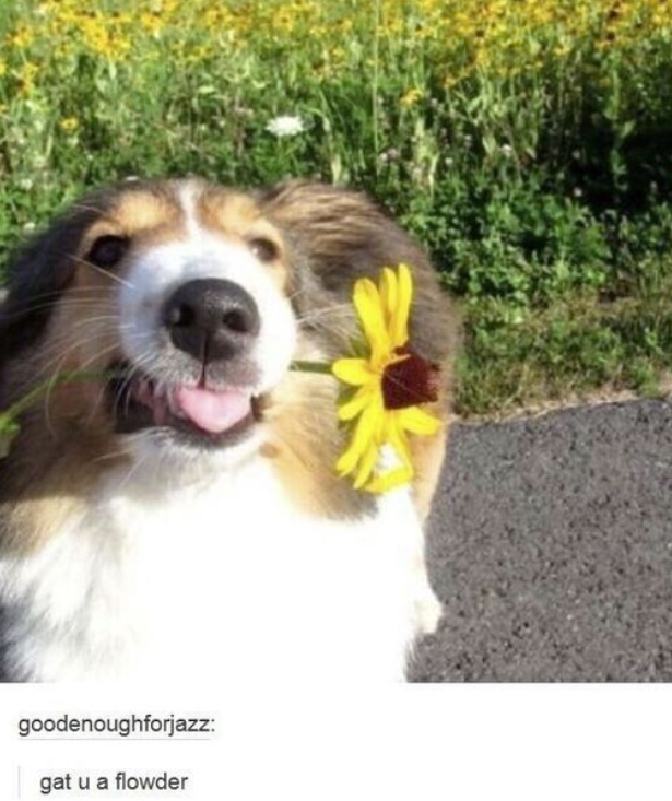 goodenoughforjazz: gat u a flowder