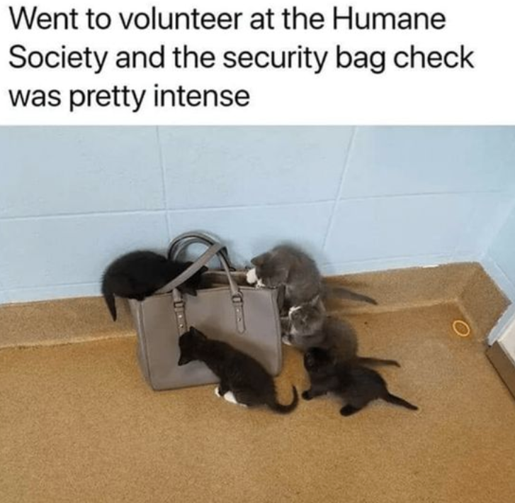 Went to volunteer at the Humane Society and the security bag check was pretty intense