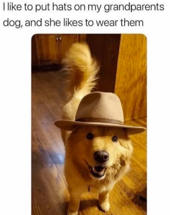 I like to put hats on my grandparents dog, and she likes to wear them