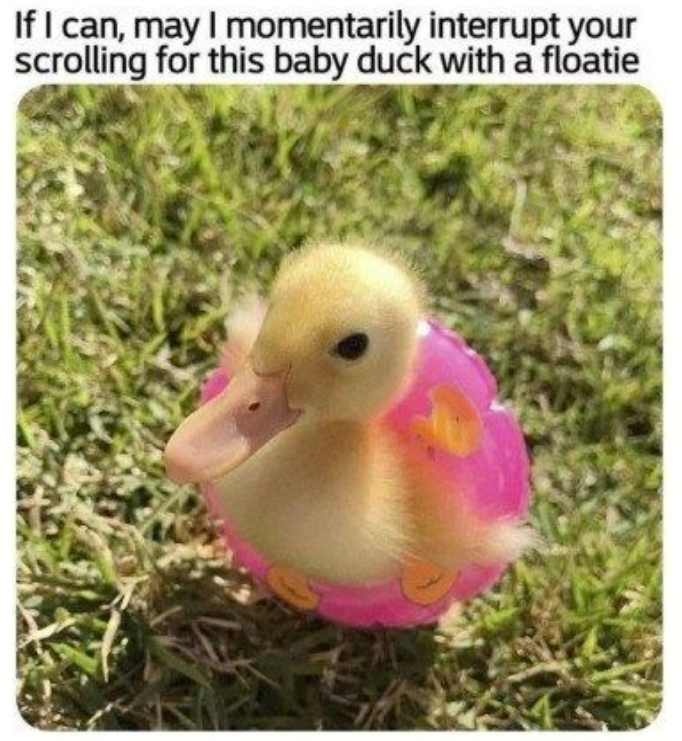 If I can, may I momentarily interrupt your scrolling for this baby duck with a floatie