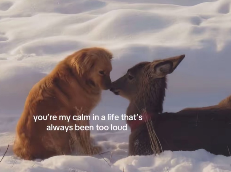 you're my calm in a life that's always been too loud