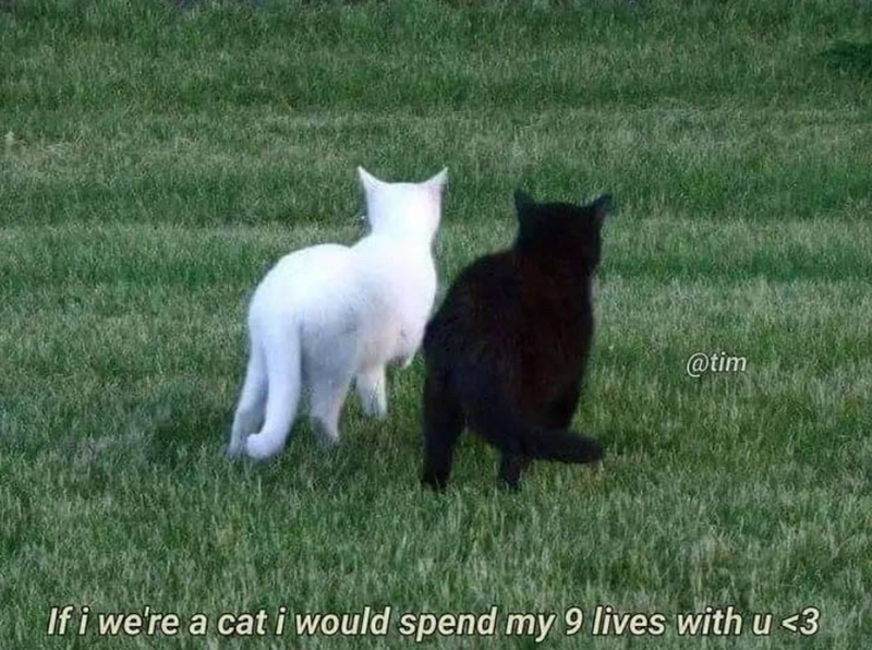 @tim If i we're a cat i would spend my 9 lives with u <3