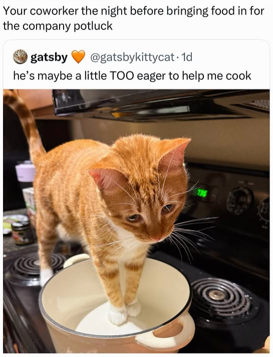 Your coworker the night before bringing food in for the company potluck gatsby @gatsbykittycat. 1d he's maybe a little TOO eager to help me cook 736
