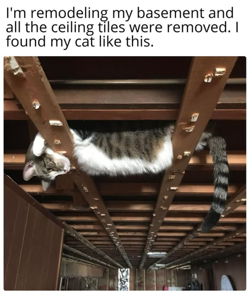 I'm remodeling my basement and all the ceiling tiles were removed. I found my cat like this.