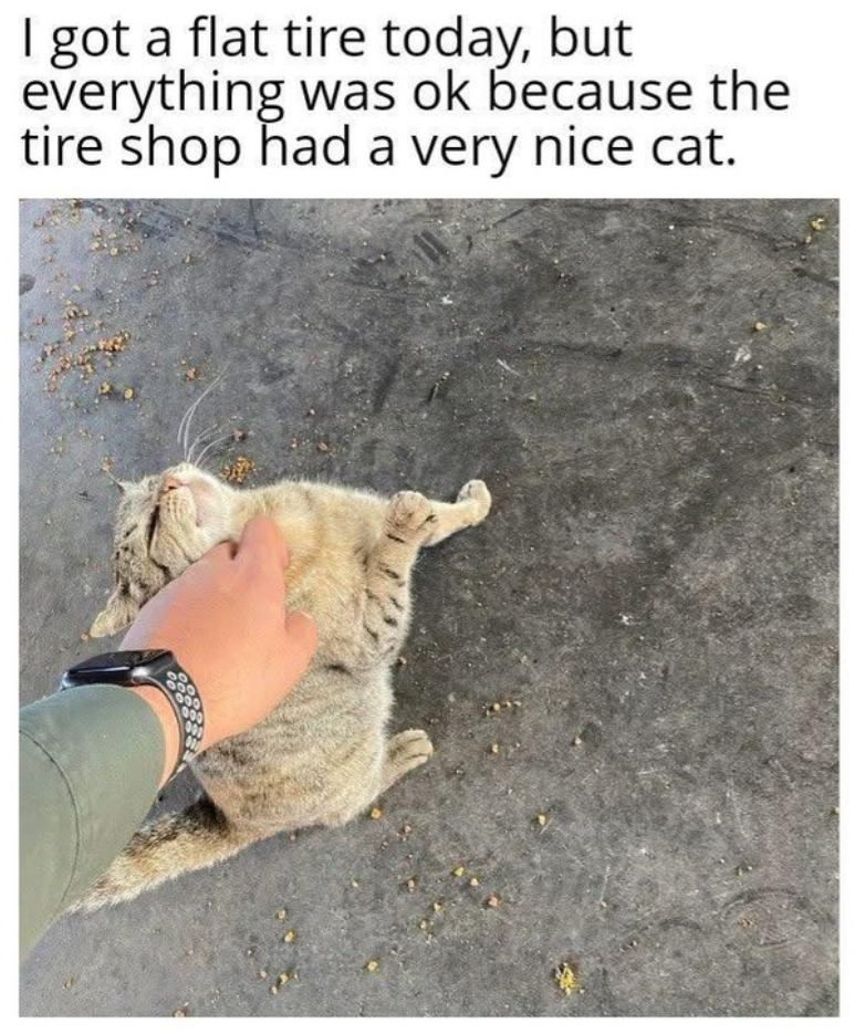 I got a flat tire today, but everything was ok because the tire shop had a very nice cat.