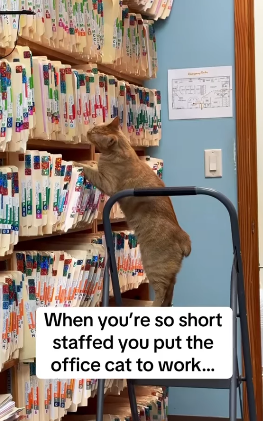 MAN 200 PO= 00 When you're so short staffed you put the office cat to work...