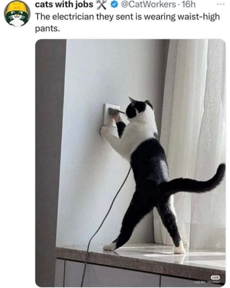 cats with jobs@CatWorkers - 16h The electrician they sent is wearing waist-high pants. HER 942-4650.156559927