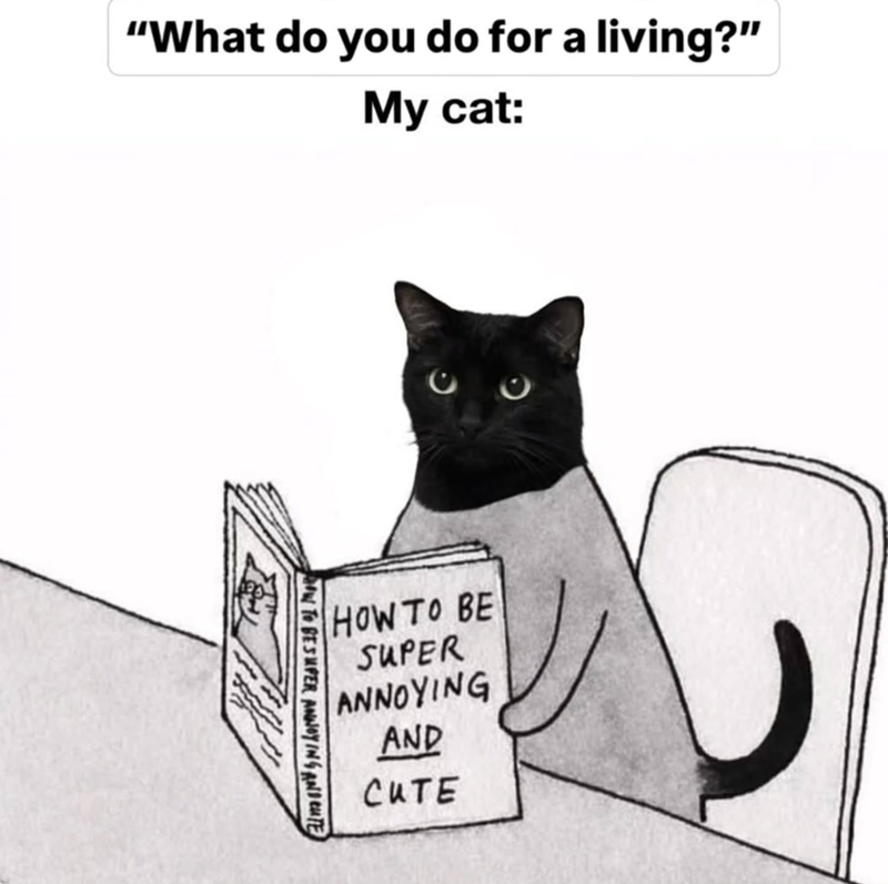 "What do you do for a living?" My cat: HOW TO BE SUPER ANNOYING AND CUTE HOW TO BE SUPER ANNOYING AND RUTE