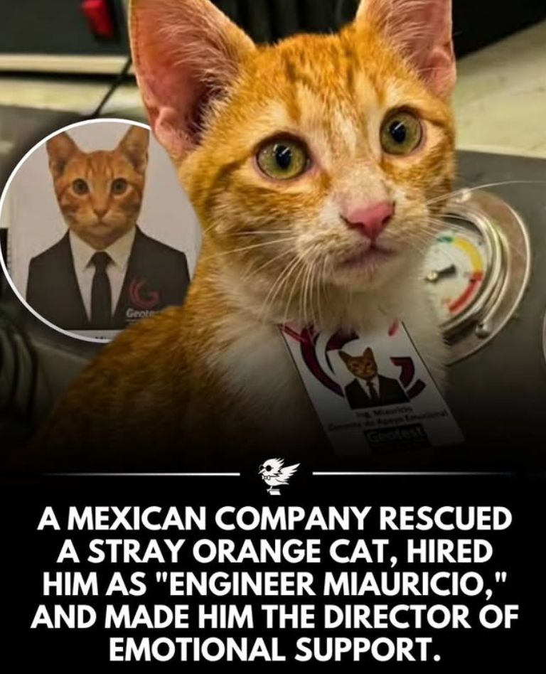 Geote Mauricis Geofest A MEXICAN COMPANY RESCUED A STRAY ORANGE CAT, HIRED HIM AS "ENGINEER MIAURICIO," AND MADE HIM THE DIRECTOR OF EMOTIONAL SUPPORT.