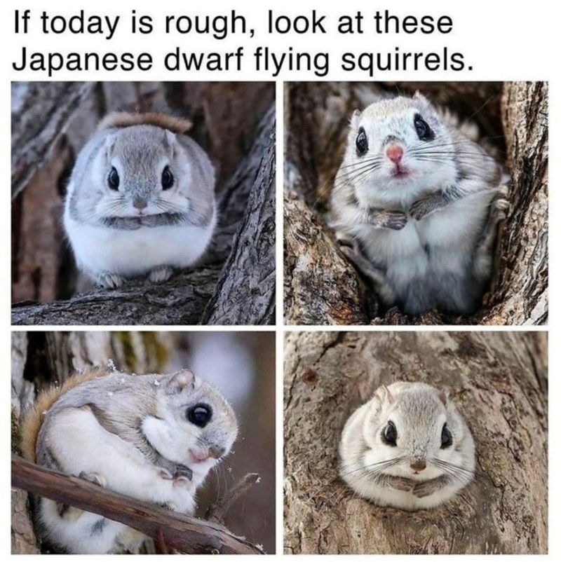 If today is rough, look at these Japanese dwarf flying squirrels.